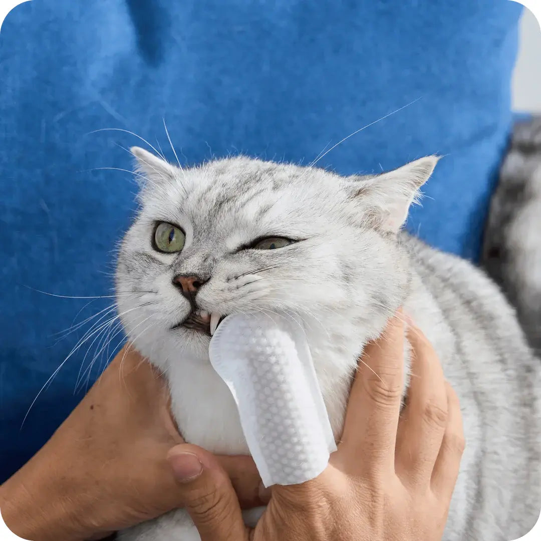 Toallitas Dentales Naturales para Mascotas